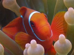 I cant resist shooting Nemo, GBR Aust. by Joshua Miles 